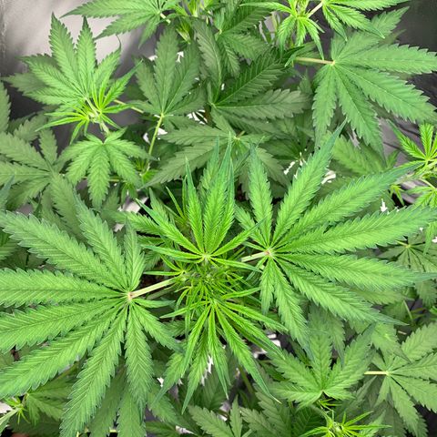 Sunset Sherbert growlog timeline photo