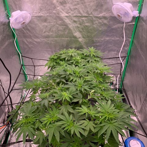 Blueberry growlog timeline photo