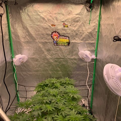 Blueberry growlog timeline photo