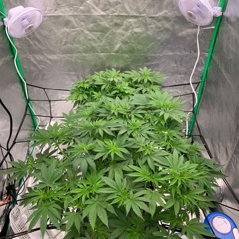 Blueberry growlog timeline photo