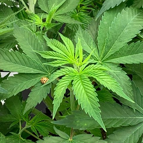 Auto Zkittlez growlog timeline photo