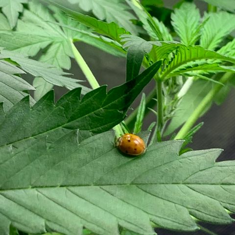 Auto Zkittlez growlog timeline photo