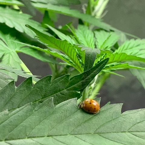 Auto Zkittlez growlog timeline photo