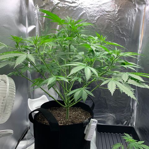 Auto Zkittlez growlog timeline photo