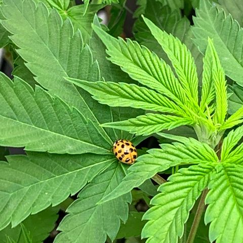 Auto Zkittlez growlog timeline photo