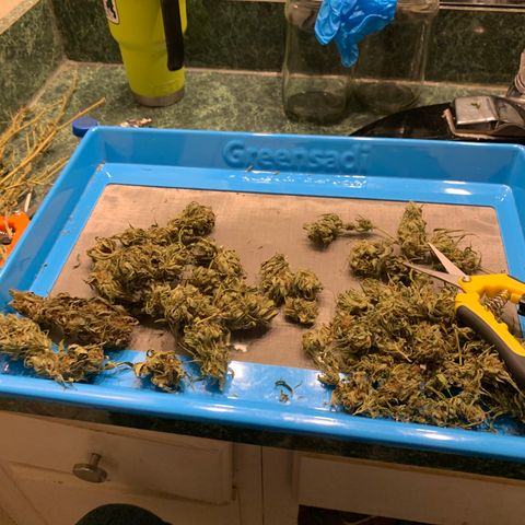 Golden Haze growlog timeline photo