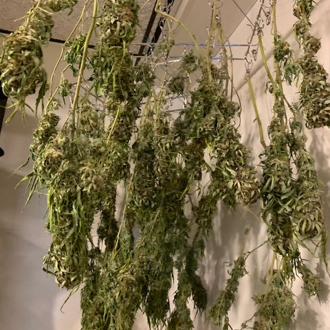 Golden Haze growlog timeline photo