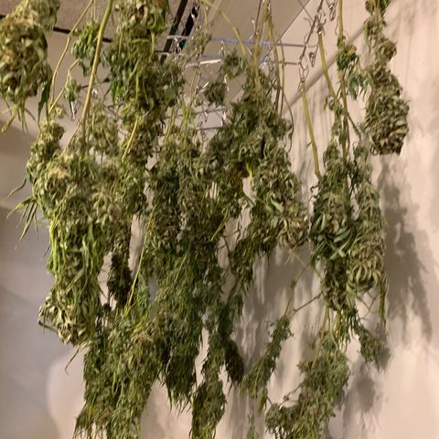 Golden Haze growlog timeline photo