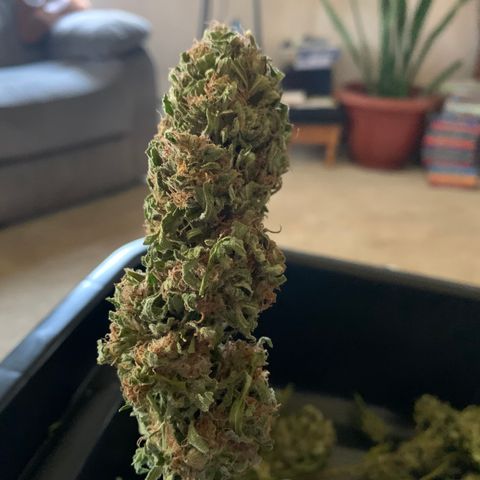 Golden Haze growlog timeline photo