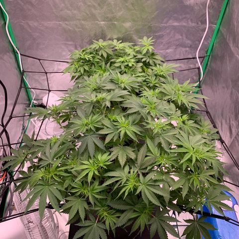 Sunset Sherbert growlog timeline photo