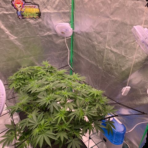 Blueberry growlog timeline photo