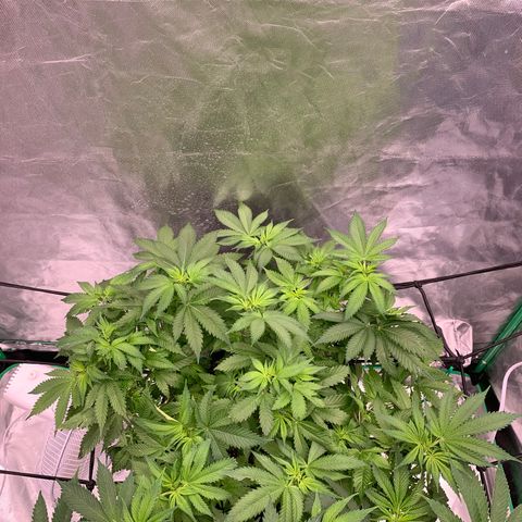 Blueberry growlog timeline photo