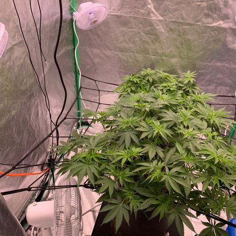 Blueberry growlog timeline photo
