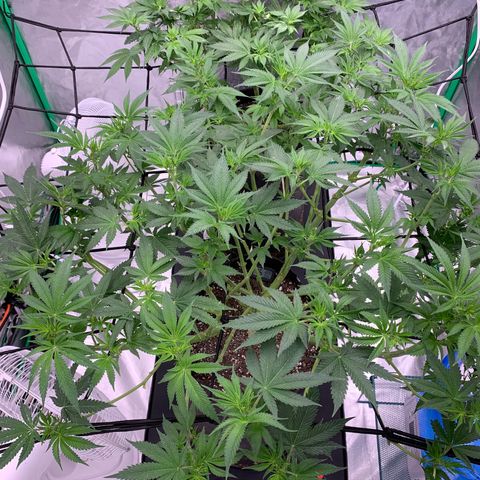 Sunset Sherbert growlog timeline photo