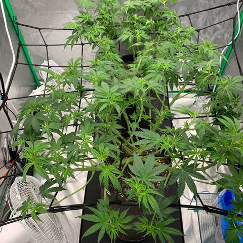 Sunset Sherbert growlog timeline photo