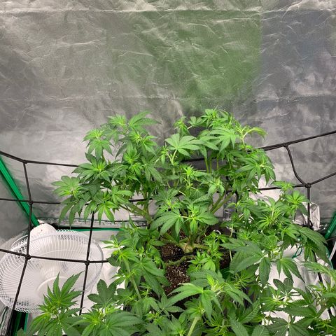 Blueberry growlog timeline photo