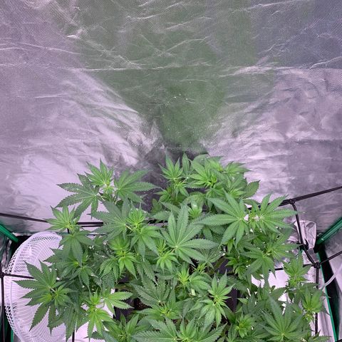 Blueberry growlog timeline photo