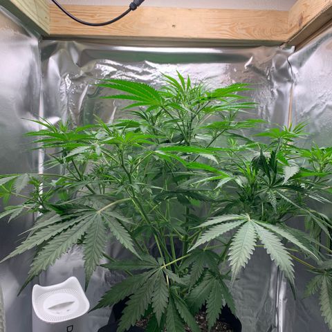 Auto Zkittlez growlog timeline photo
