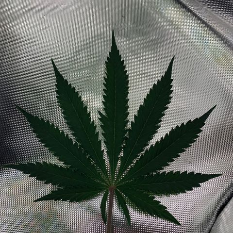Auto Zkittlez growlog timeline photo