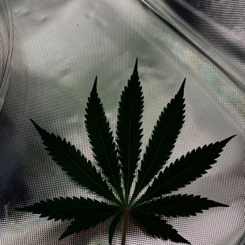 Auto Zkittlez growlog timeline photo