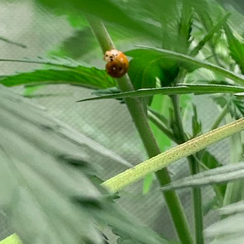 Auto Zkittlez growlog timeline photo