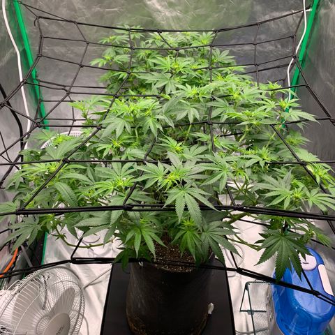 Sunset Sherbert growlog timeline photo