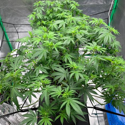 Sunset Sherbert growlog timeline photo