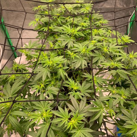 Sunset Sherbert growlog timeline photo
