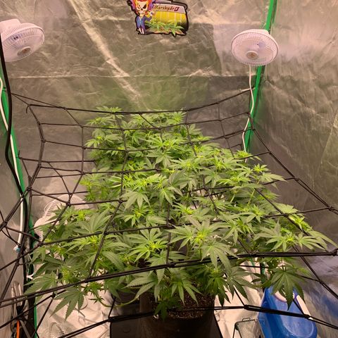 Sunset Sherbert growlog timeline photo