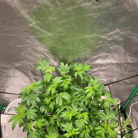 Blueberry growlog timeline photo