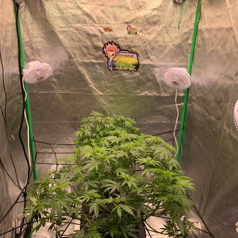 Blueberry growlog timeline photo