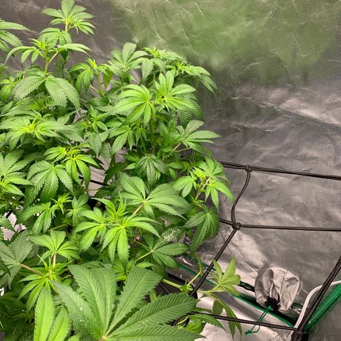 Blueberry growlog timeline photo