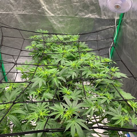 Blueberry growlog timeline photo