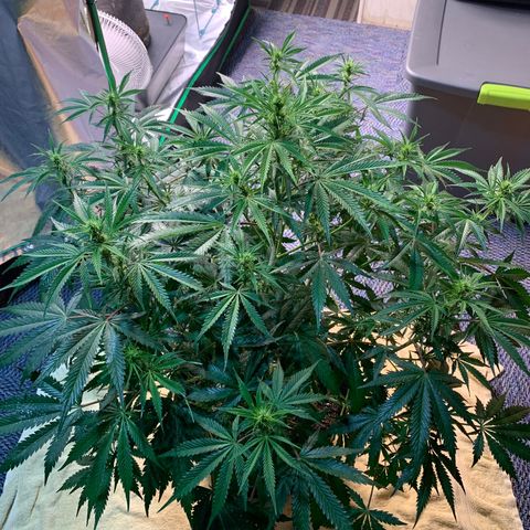 Auto Zkittlez growlog timeline photo