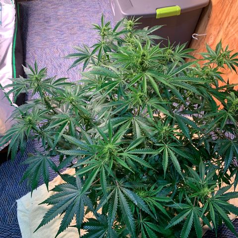 Auto Zkittlez growlog timeline photo