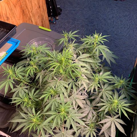 Auto Zkittlez growlog timeline photo
