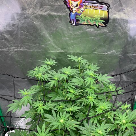 Sunset Sherbert growlog timeline photo