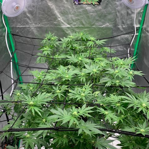 Blueberry growlog timeline photo