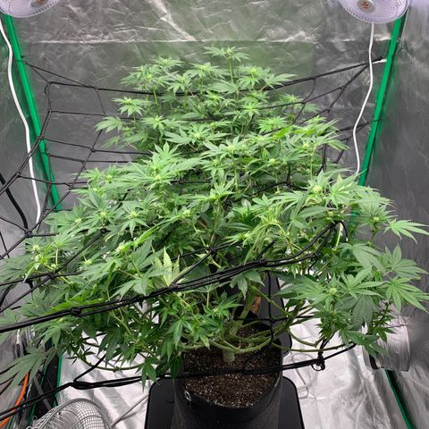 Blueberry growlog timeline photo