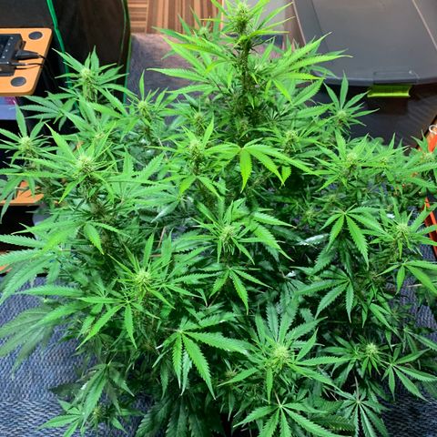 Auto Zkittlez growlog timeline photo