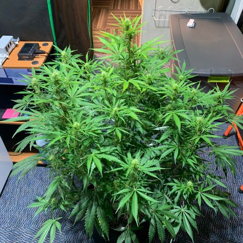 Auto Zkittlez growlog timeline photo