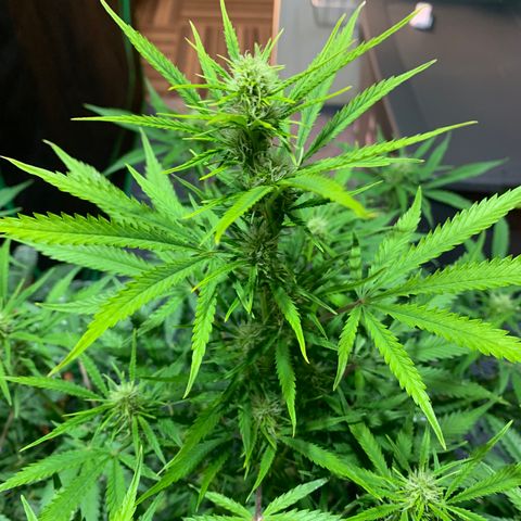Auto Zkittlez growlog timeline photo