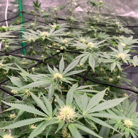 Sunset Sherbert growlog timeline photo