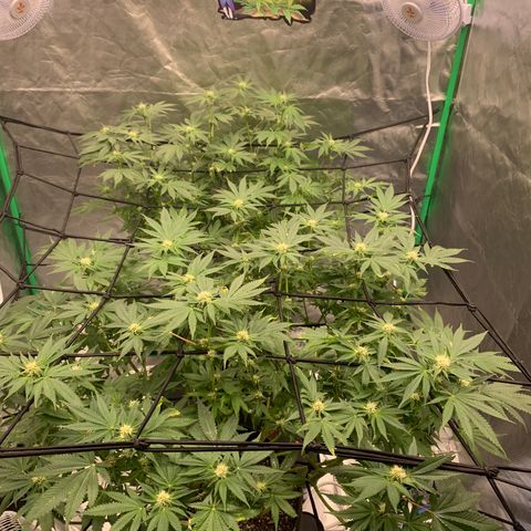 Sunset Sherbert growlog timeline photo