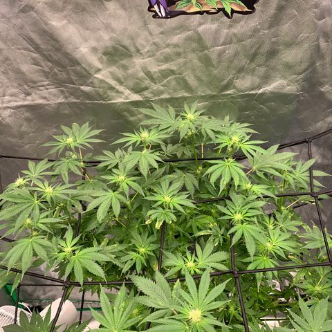 Sunset Sherbert growlog timeline photo