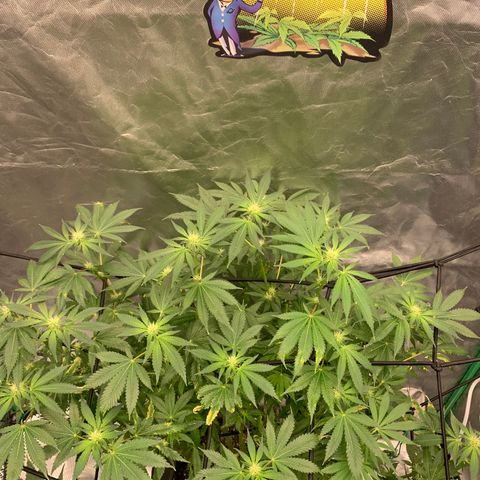Sunset Sherbert growlog timeline photo