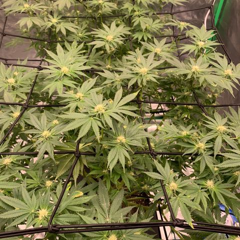 Sunset Sherbert growlog timeline photo