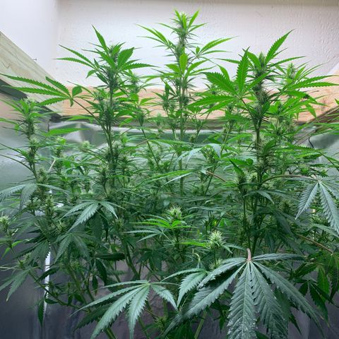 Auto Zkittlez growlog timeline photo