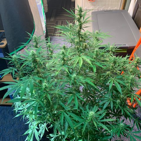 Auto Zkittlez growlog timeline photo