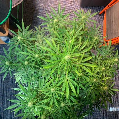 Auto Zkittlez growlog timeline photo